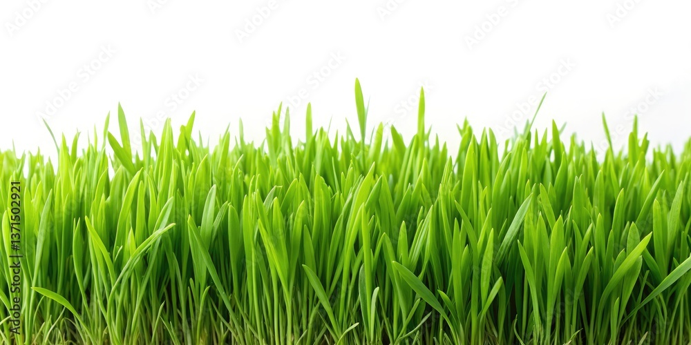 Fototapeta premium Lush Green Grass Field Close Up - Nature Photography Background Image