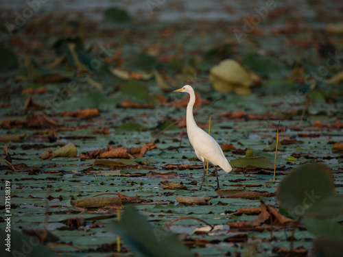 great blue heron