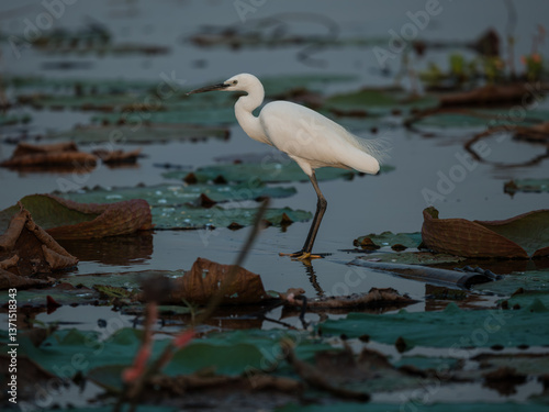 great blue heron