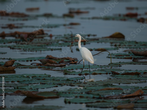 great blue heron ardea cinerea