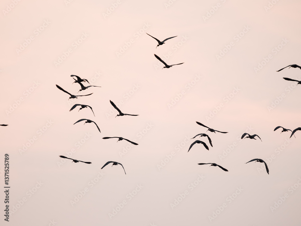 Fototapeta premium birds in the sky