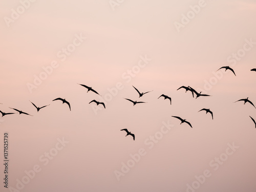 birds in the sky