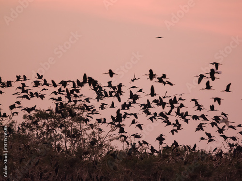 flock of birds flying