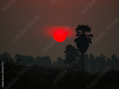 sunset with palm tree