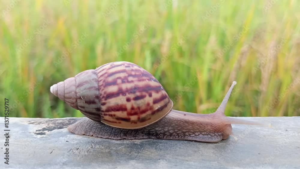 snail on the road