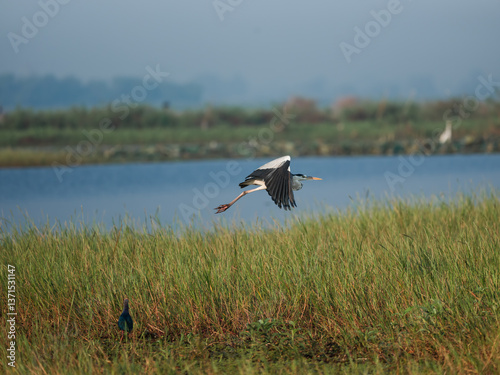 white stork in the grass