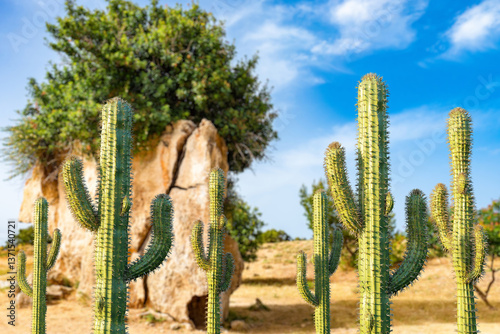 Fotografie Cacti grow in steppe