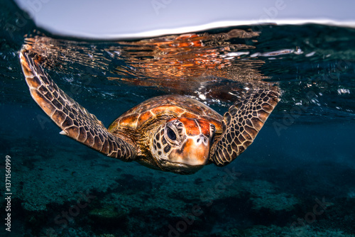 Sea turtles swimming through clear waters at Lady Elliot Island, Australia.