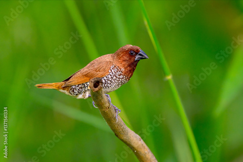 фотографія A Scaly Breasted Munia on a branch