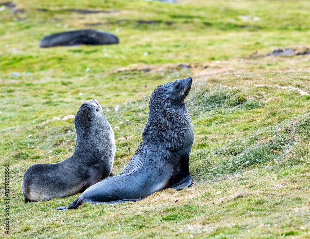 Obraz premium Photographing Fur seals of Fortuna Bay South Georgia