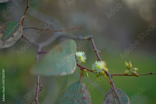 Eucalyptus Leaves and Flowers with blurry background