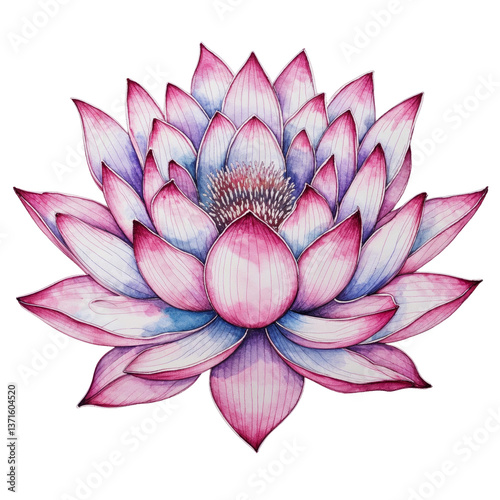 Watercolor Pink and Blue Lotus Flower – Elegant Botanical Floral Illustration with Gradient Petals