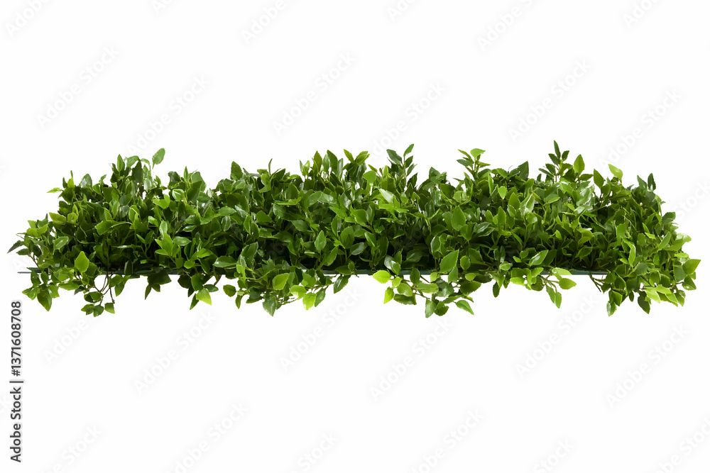 Obraz premium Isolated Green Leafy Vegetation On White Background Photo