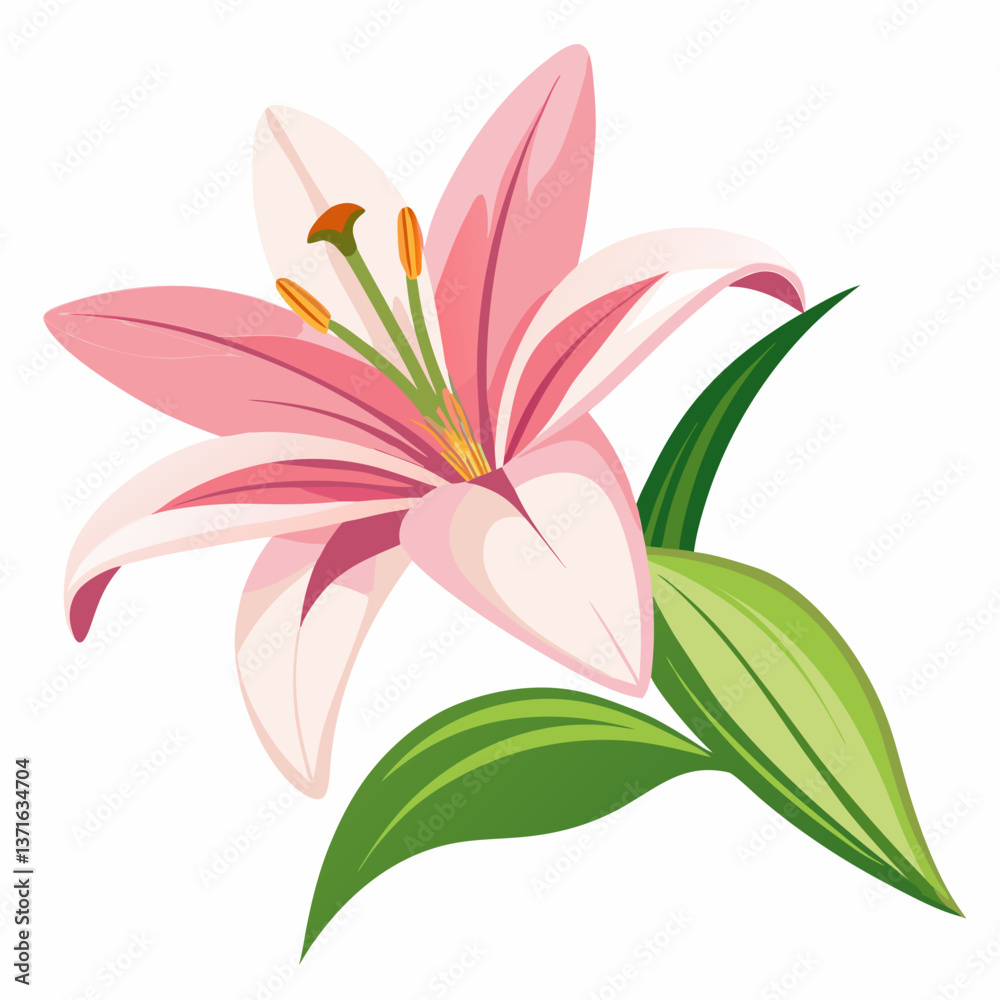lily flower isolated vector lily flower isolated vector
