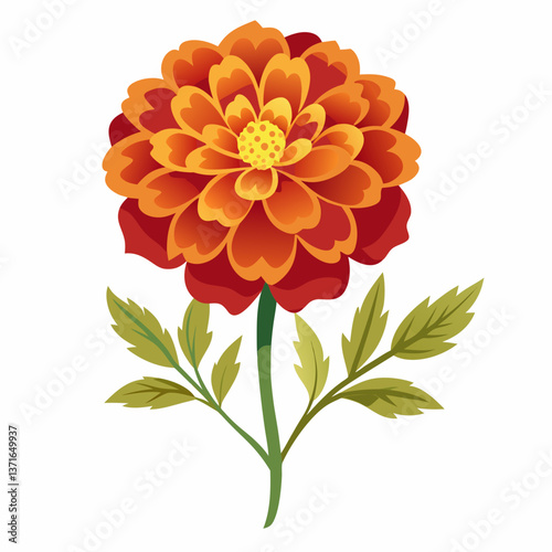 Marigold flower isolated vector