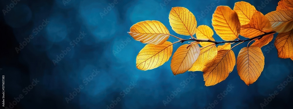 Autumn Beech Leaves On A Branch Closeup Against Dark Blue Background With Soft Lighting And Copy Space Autumn Beech Leaves On A Branch Closeup Against Dark Blue Background With Soft Lighting And Copy Space