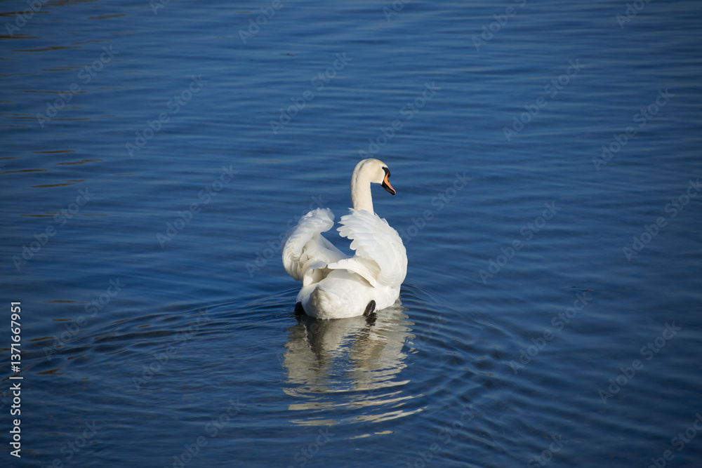 white swan on the lake white swan on the lake