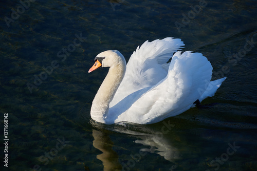 white swan on the lake