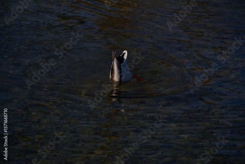 duck looking for food in the water, vertically