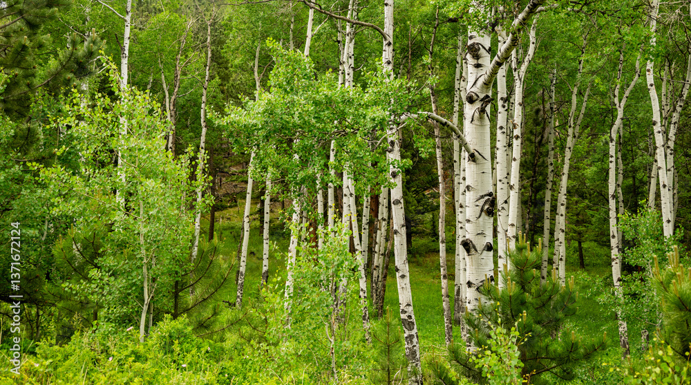 White Columns Of Aspen Tree Trunks Against Bright Green Forest