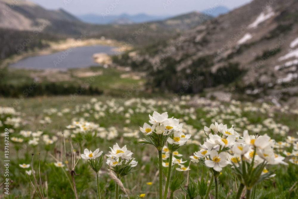 White Wildflowers on Mountain Slopes Above Lawn Lake