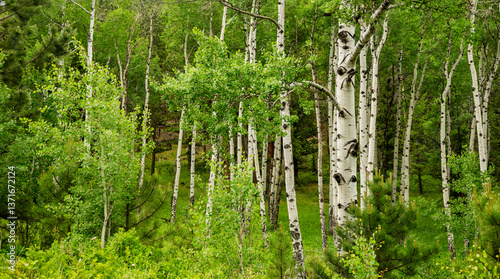 Obraz na płótnie White Columns Of Aspen Tree Trunks Against Bright Green Forest w salonie