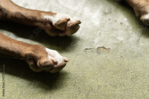 sleeping dog legs paws close up brown male pit bull white finger toe tip foot nails background