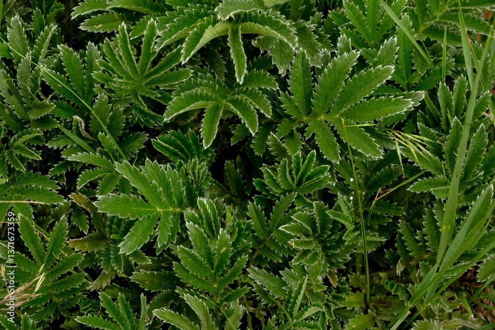 Woolly Cinquefoil Leaves Fill Image