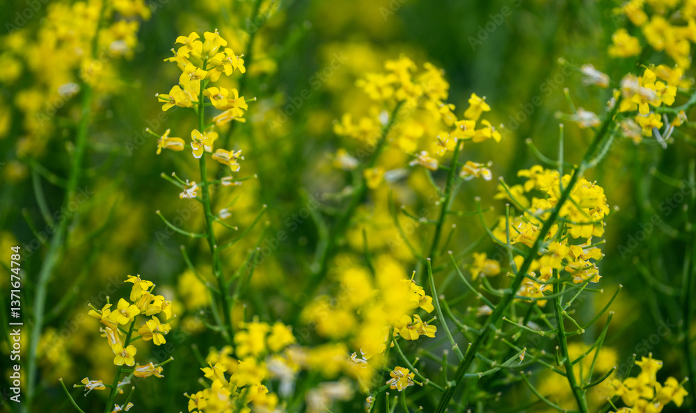 Yellow Flowers of