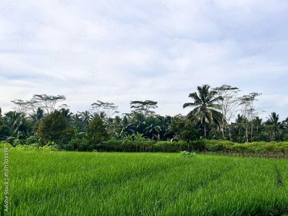 Field Field