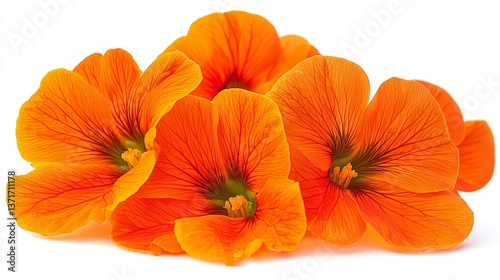 Wallpaper Mural Orange Nasturtium Flower Petals Close-up, Isolated, White Background, Bloom, Botany, Flower, Spring Torontodigital.ca