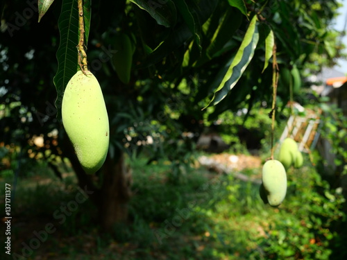 Fototapeta Naklejka Na Ścianę i Meble -  Mango fruit hanging on tree with natural green background, Delicious tropical fruits