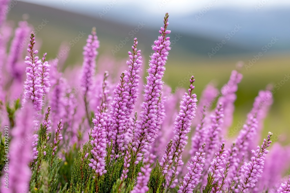 Fototapeta premium Heather flowers growing in a field creating a beautiful natural landscape