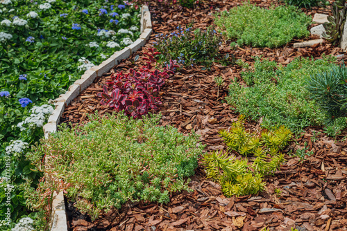 demonstration of mulching in a flowerbed with groundcover plants and succulents.
