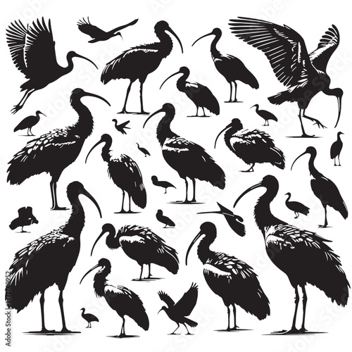 Black Northern Bald Ibis Silhouette Vector, High Quality Illustration on White Background