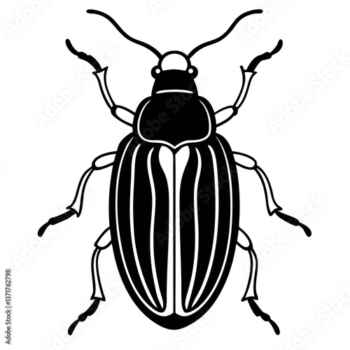 Chafer beetle in a white background. 