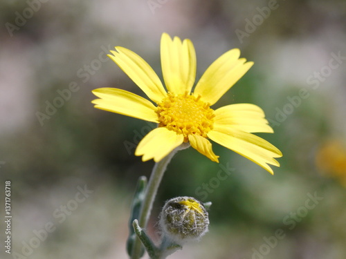 Single yellow Flower blooming 