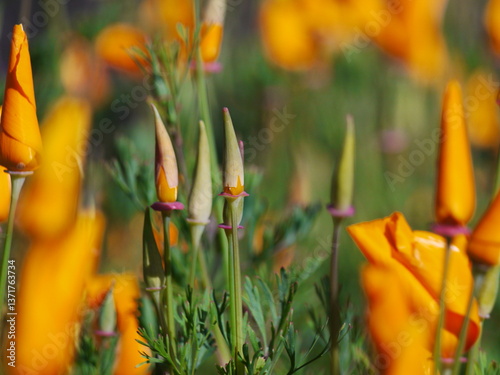 yellow tulips in spring