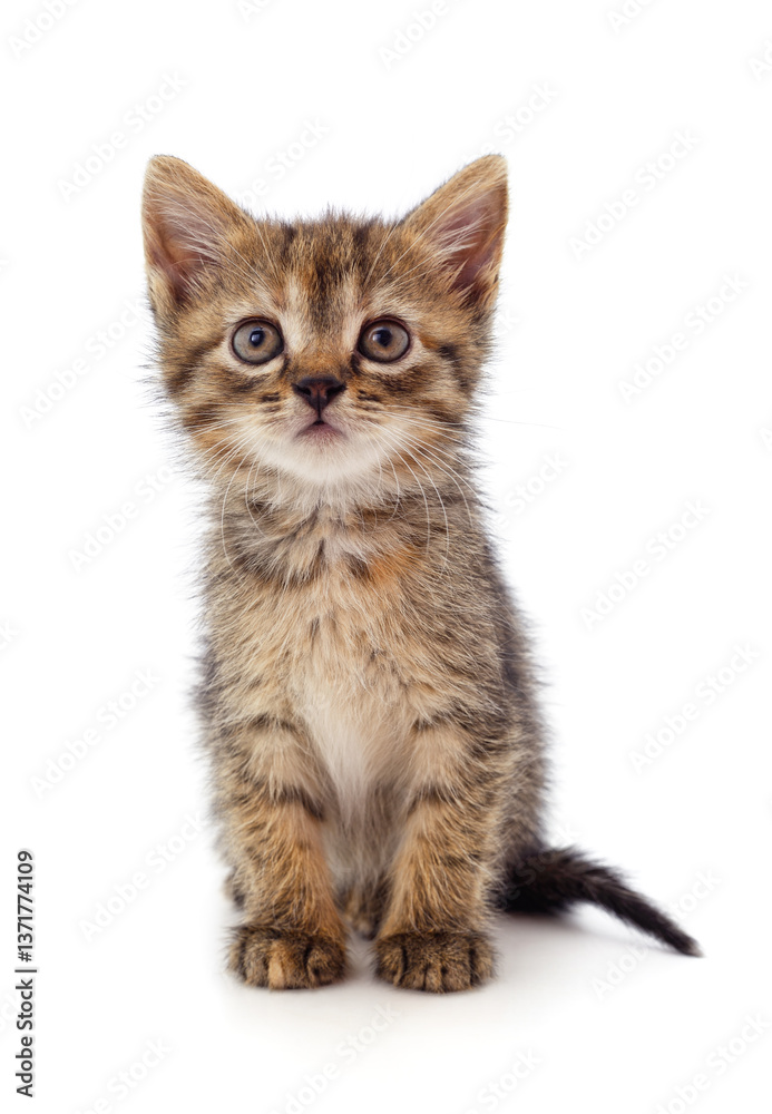 Obraz premium A gray kitten sitting.