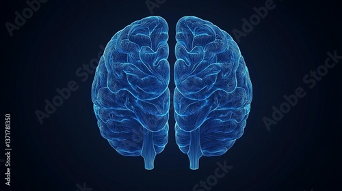 Human Brain Anatomy, 3D Model