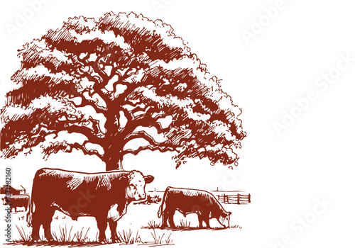 Hereford Cattle hand drawn sketch vector illustration