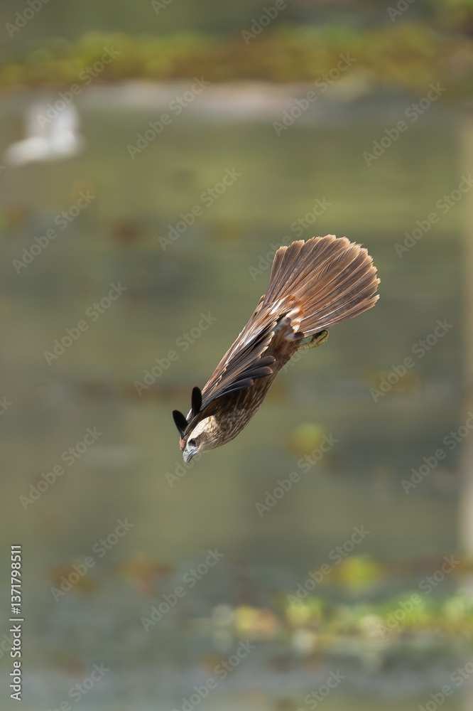 Obraz premium brahminy kite - Haliastur indus indus, red-backed sea-eagle with spanned wings in diving flight attacking prey at yellow background. Photo from Wasgamuwa National Park in Sri Lanka. Vertical.