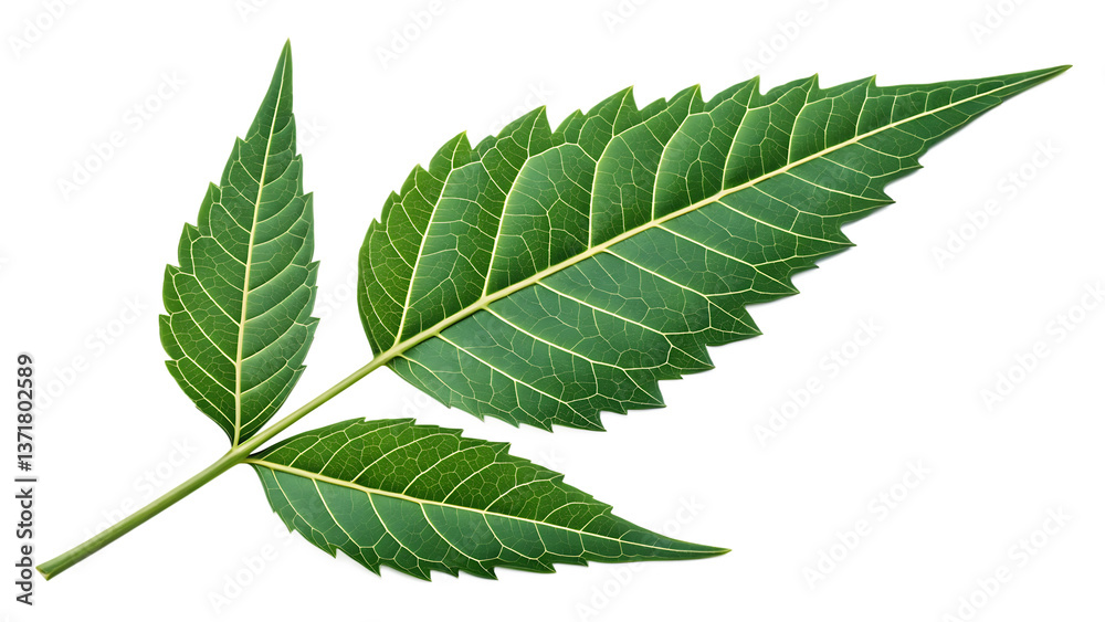 Fresh Neem Leaves Isolated on Transparent Background – High-Quality PNG Fresh Neem Leaves Isolated on Transparent Background – High-Quality PNG