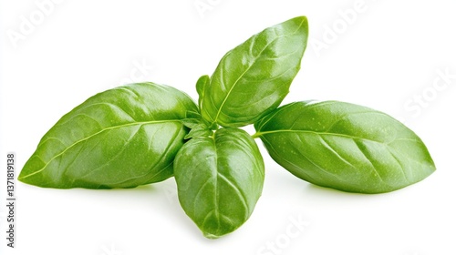 Fresh green basil leaves sprig isolated on white.
