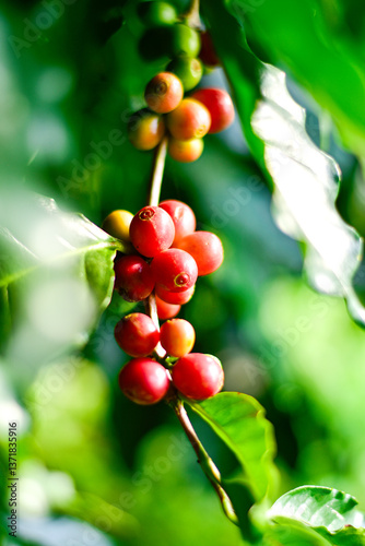 Ripe Coffee Cherries on a Branch with Green Leaves