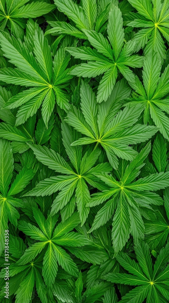 Vibrant green leaves covering the frame create a lush, dense foliage texture Vibrant green leaves covering the frame create a lush, dense foliage texture