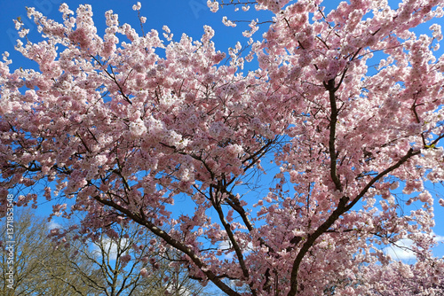 Foto Cerisier du Japon en fleur sur fond de ciel bleu