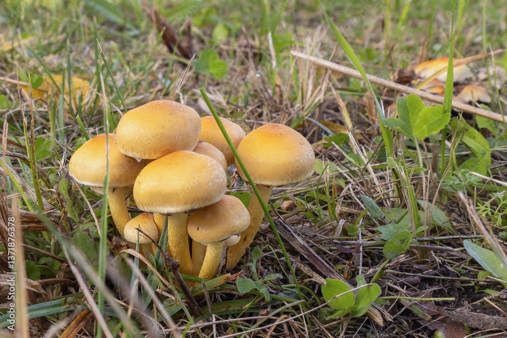 Brick cap mushrooms grow amidst grass in a natural setting during early autumn