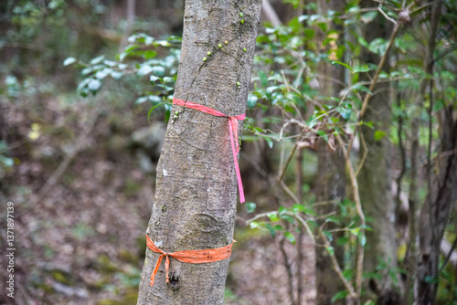 登山道にあるピンクテープ
