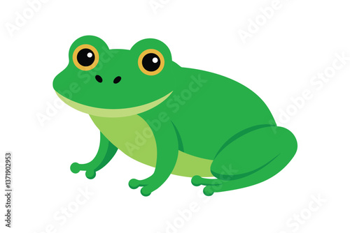 frog on white background